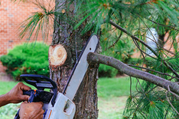 How Our Tree Care Process Works  in  Boynton Beach, FL